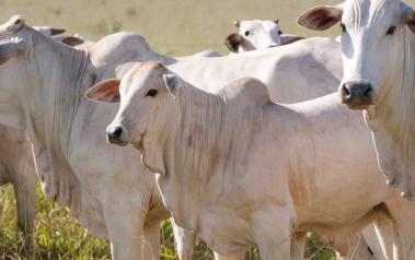 Produtor Rural, Fique Atento! Começa em Novembro a 2ª Fase da Declaração de Rebanho da Iagro