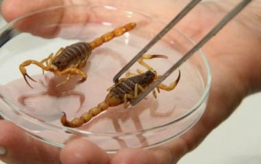 Saiba como proteger sua família de escorpiões e o que fazer em caso de picada