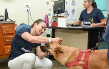 Justiça de Campo Grande Manda Prefeitura Criar Atendimento Veterinário Gratuito 24 Horas