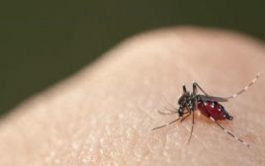 Dicas para se proteger contra a dengue